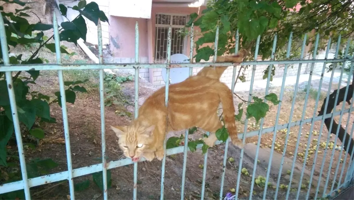 Demirlere Sıkışan Kediyi İtfaiye Kurtardı