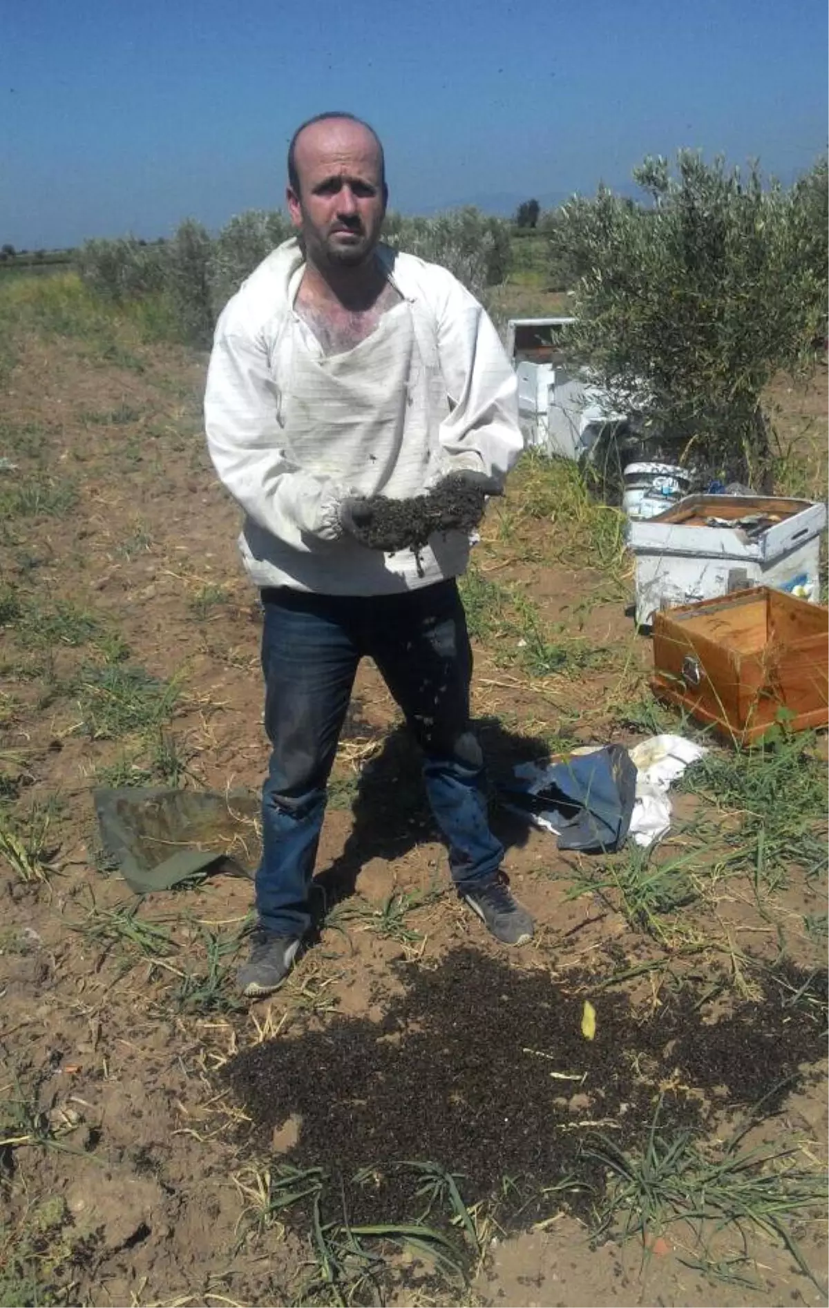 Kovanların Ağzını Toprakla Kapatıp, Arıları Telef Ettiler