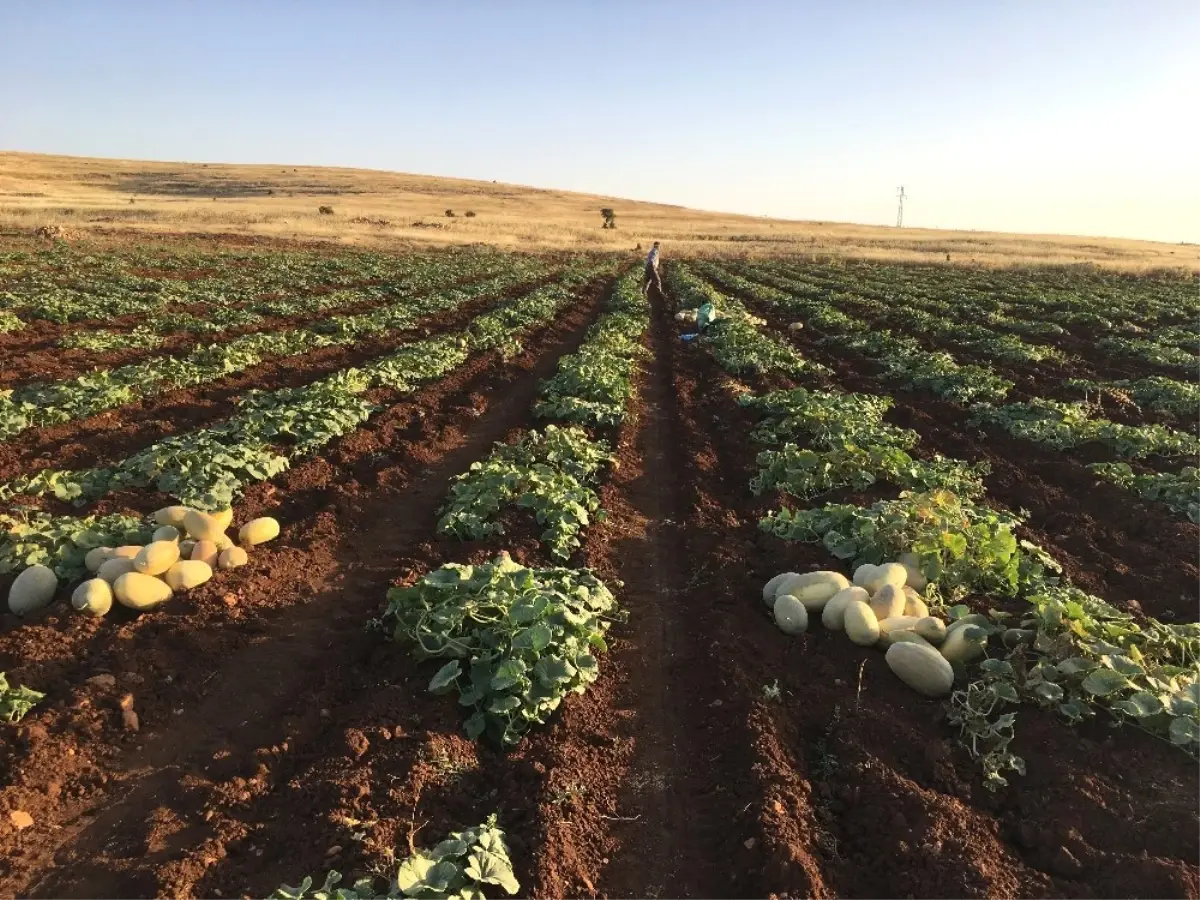 Midyat Kavunu Pazarlarda Yerini Aldı