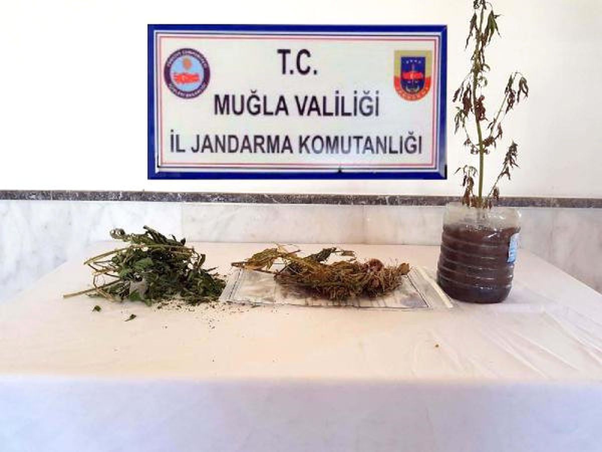 Muğla\'da 2 Ahırda Esrar Hintkeneviri Ele Geçti, 2 Gözaltı