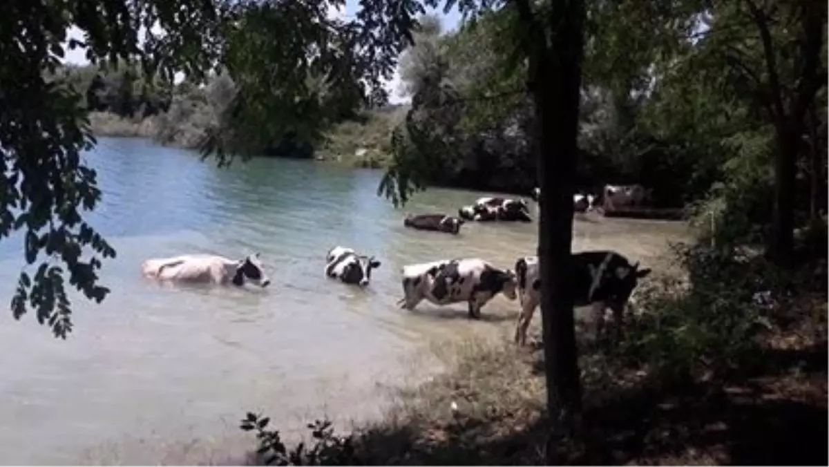 Sıcaktan Bunalan İnekler Kendilerini Göletin Serin Sularına Bıraktı