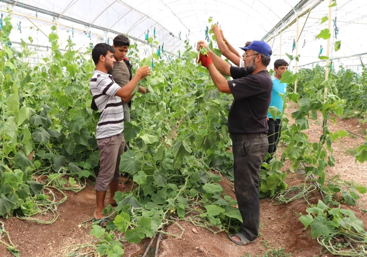 Suriyeliler Konteyner Kentte Kendi Sebzelerini Üretiyor