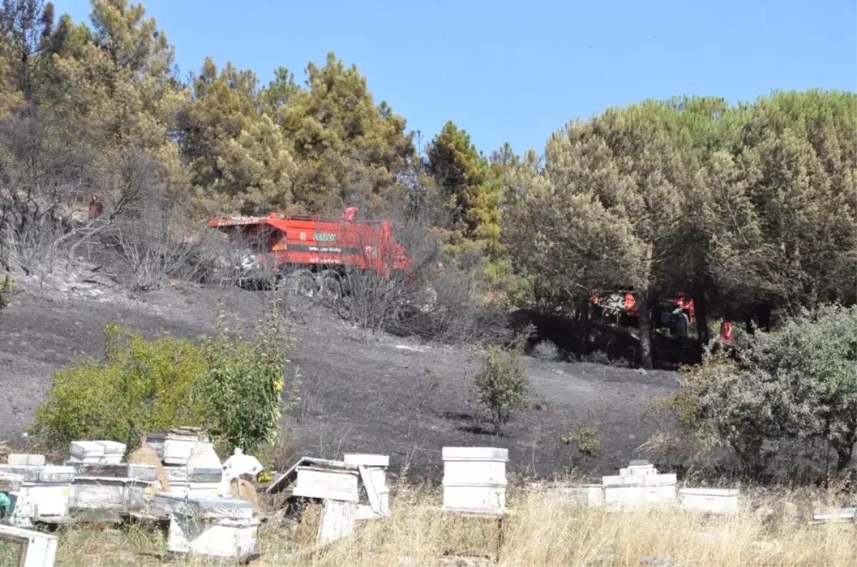 Arıları Uzaklaştırmak İsterken Orman Yangınına Sebep Oldu