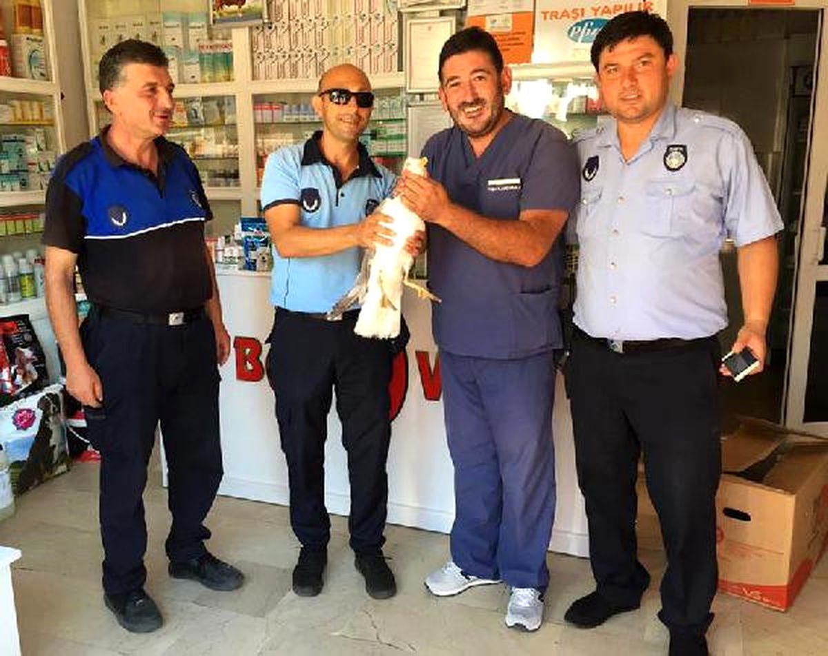 Bartın\'da Yaralı Martı Tedavi Edildi