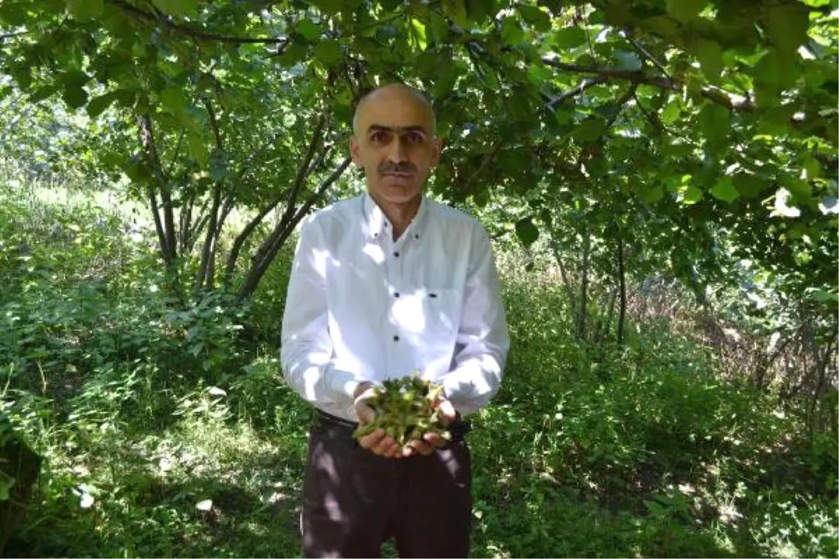 Giresun Ziraat Odası Başkanı Karan: Rekolte Çalışması Yeniden Yapılmalı