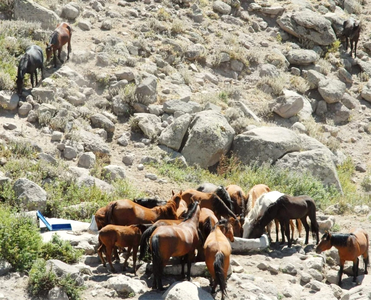 Karaman\'daki Yılkı Atlarının Sayısı Kontrollü Olarak Azaltılacak