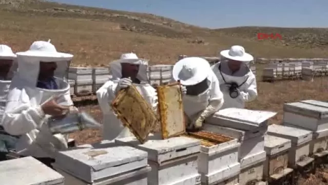 Mersin Bu Yil Kovanlardan Bal Akiyor Son Dakika