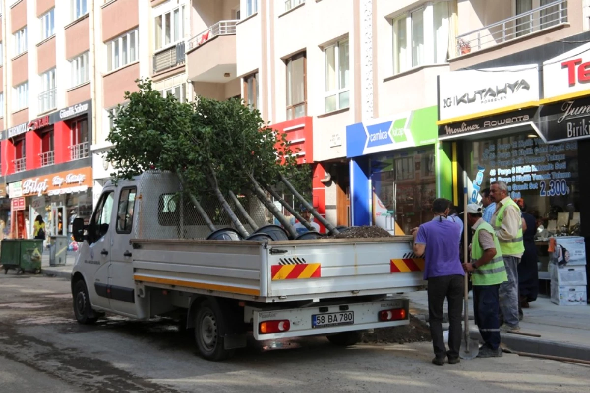 Sivas Belediyesi Çürümüş Ağaçların Yerine Yenisini Dikti