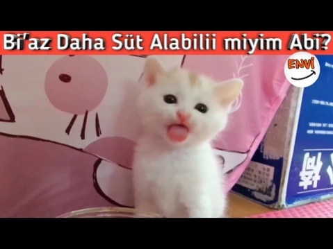 29 Tane Birbirinden Tatli Yavru Kediler Komik Kediler Komik Videolar Son Dakika