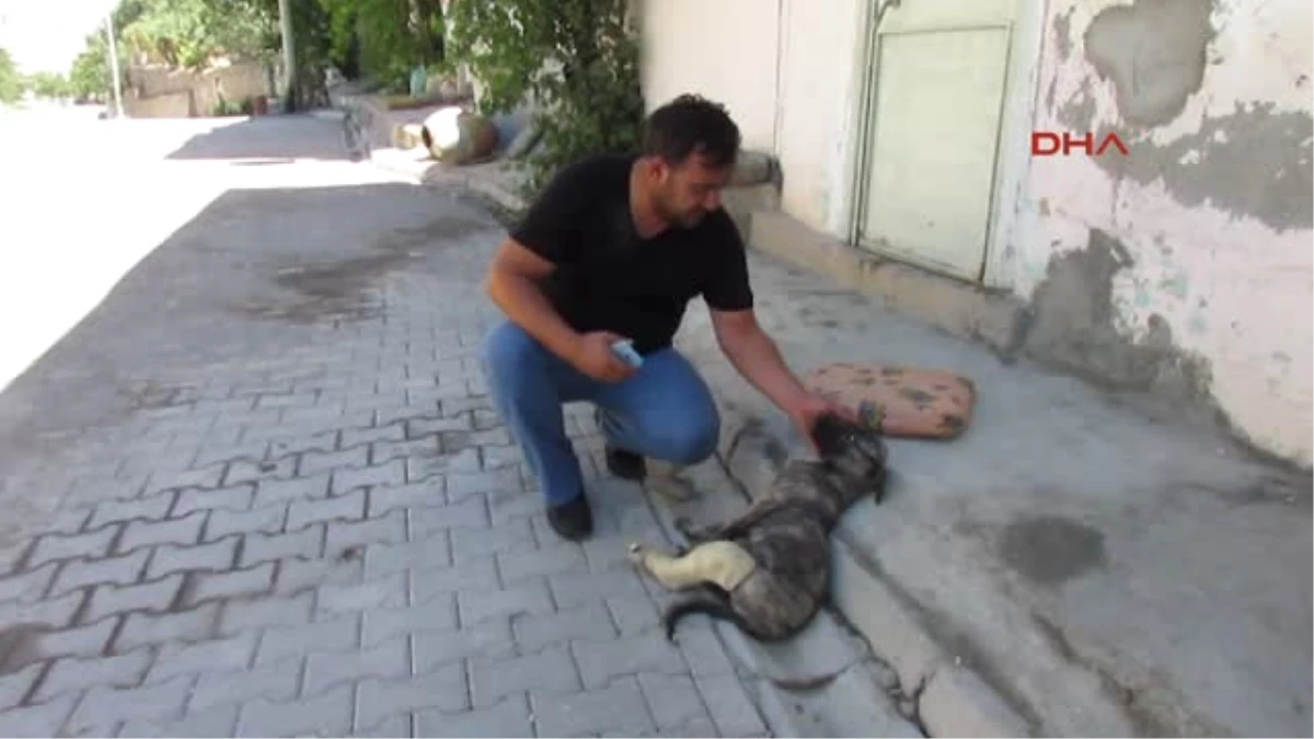Afyonkarahisar Sokakta Yaralı Bulduğu Köpeği Tedavi Ettirip Sahiplendi