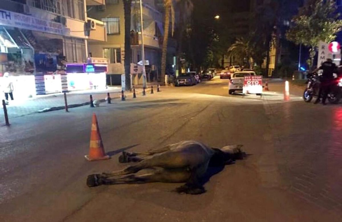 Antalya\'da İnsanlık Dışı Görüntü