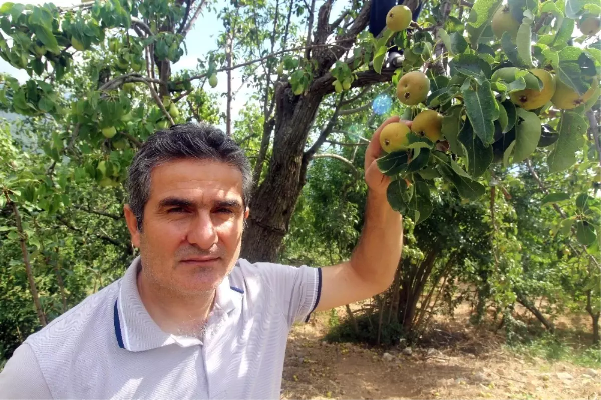 Asırlık Armut Ağacında Dört Farklı Lezzet