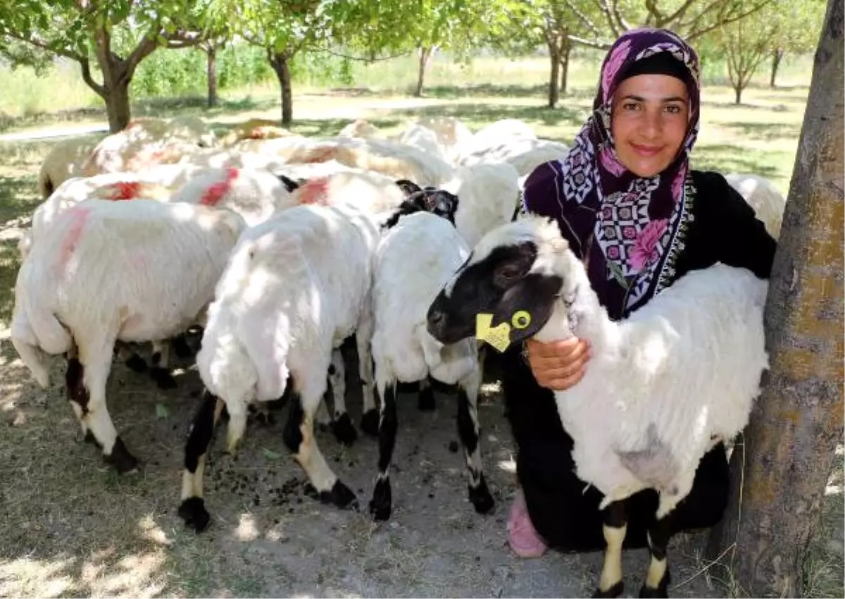 Çiftçilere \'Koyun Yerine Kuzu Dağıtıldığı\' Tartışması