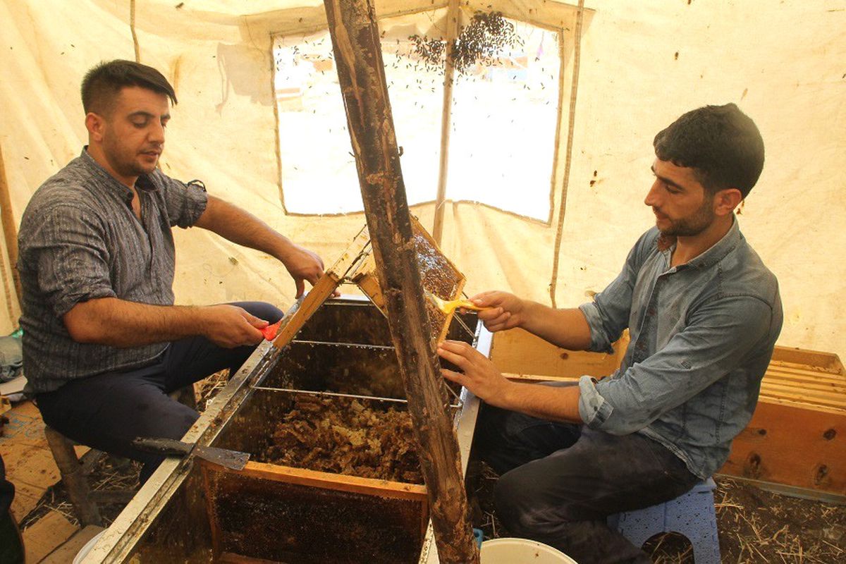 En Tatlı Hasat Başladı