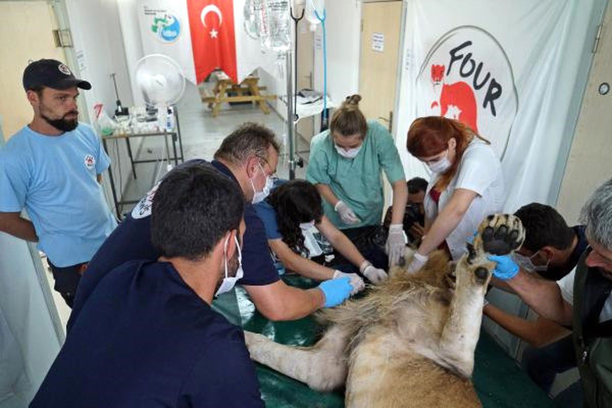 Halep Hayvanat Bahçesi\'nde Geriye Kalan Yaban Hayvanlarının Türkiye\'ye Nakil İşlemi Tamamlandı