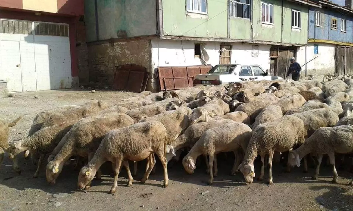 Hayvan Pazarları Yüksek Fiyatlardan Dolayı Durgun