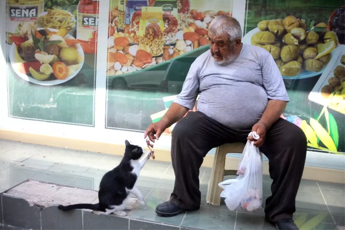 Kazancının Yarısını Kedilere Harcıyor