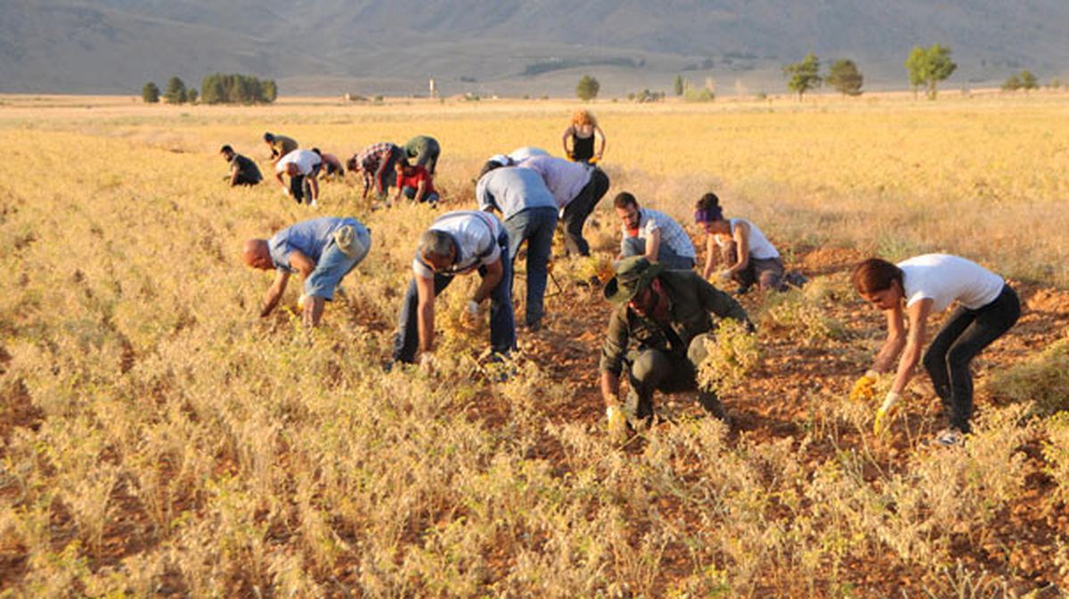 Muş\'ta Nohut Hasadı