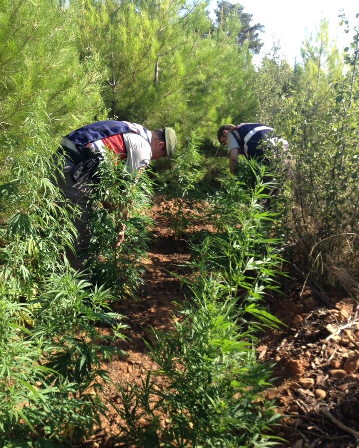 Ormanlık Alanda Kenevir Ele Geçirildi