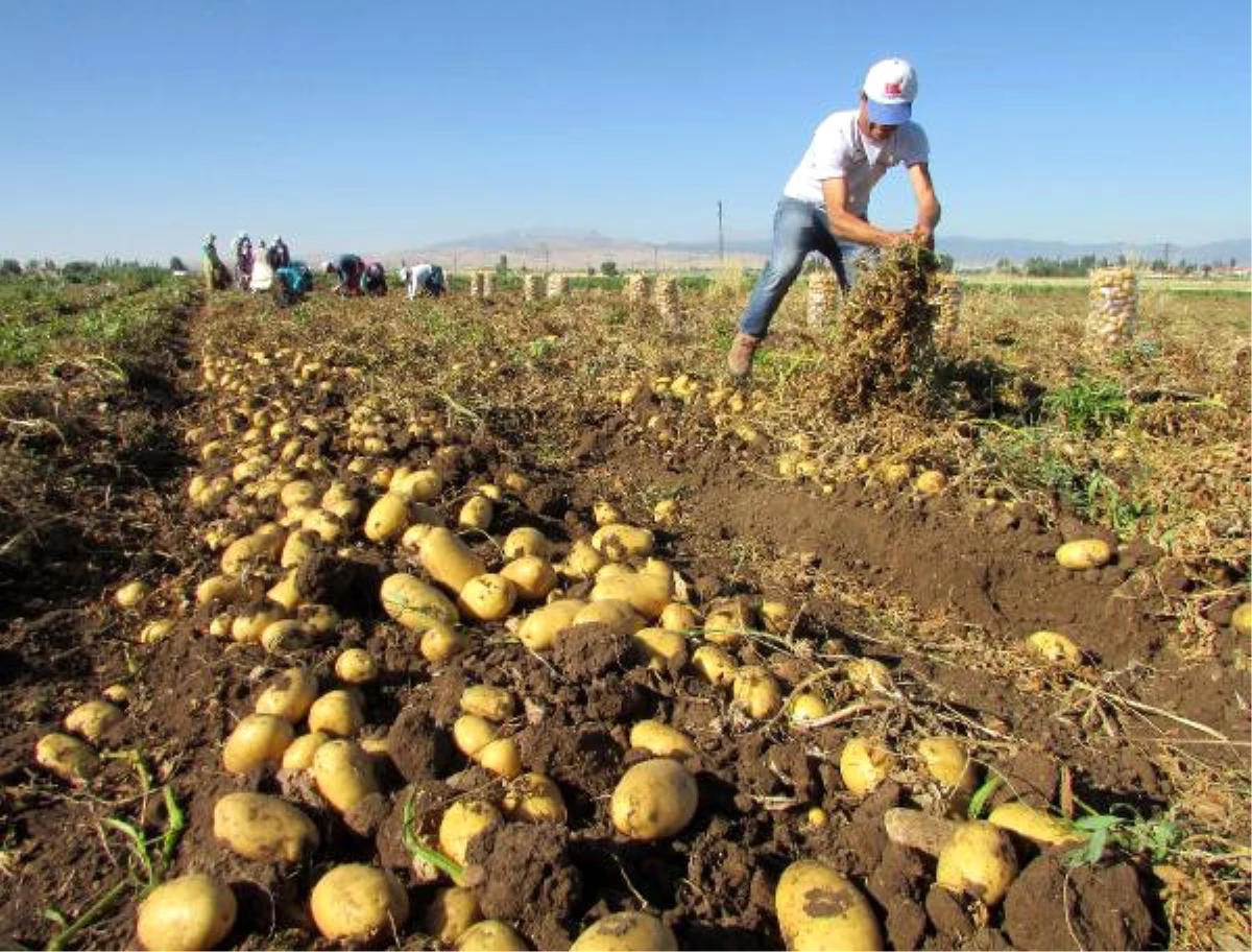 Sandıklı\'da Patates Ekim Alanı Yüzde 40 Azaldı
