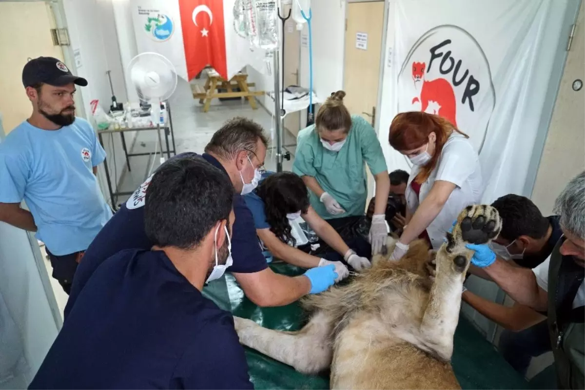 Savaş Mağduru Aslan İkizlere Hamile Çıktı