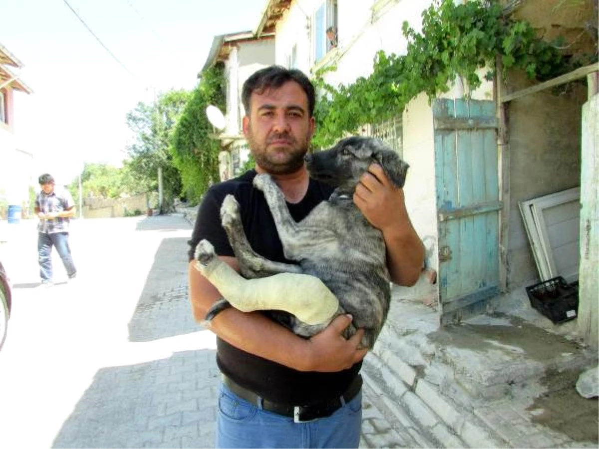 Sokakta Yaralı Bulduğu Köpeği Tedavi Ettirip Sahiplendi