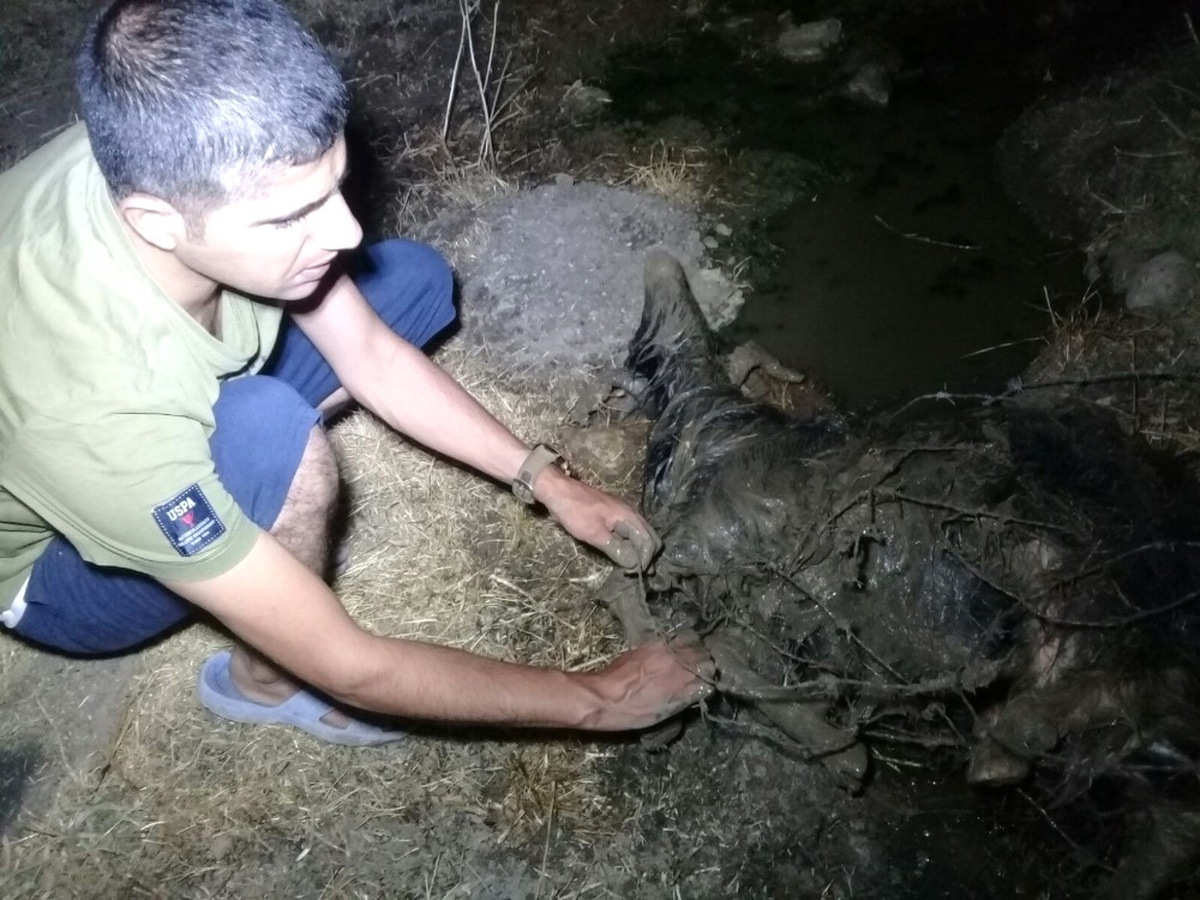 Su Kanalına Düşen Keçi 6 Saatlik Çalışmayla Kurtarıldı