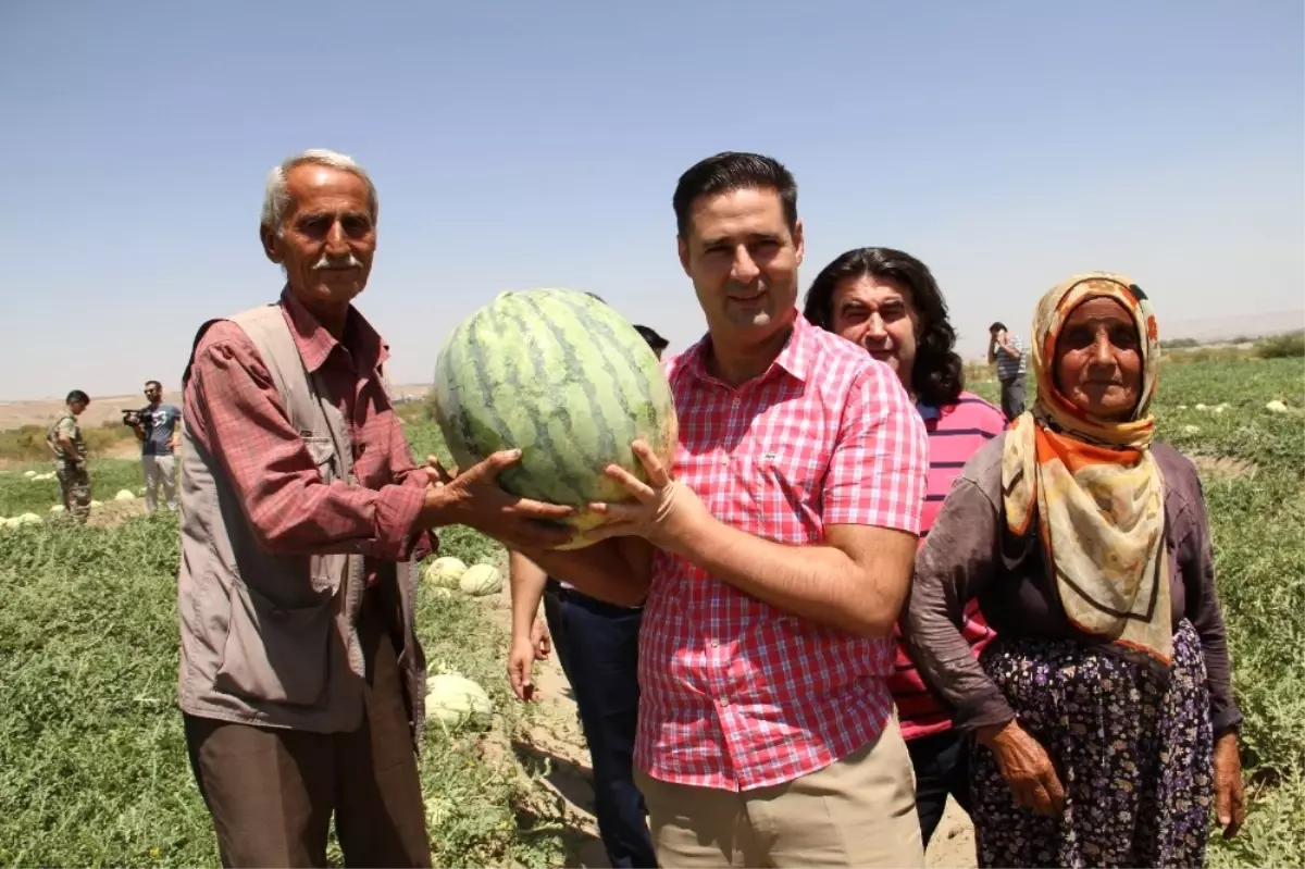 Başkan Gülenç, Festivale Katılacak Çiftçilerin Karpuz Tarlasını İnceledi