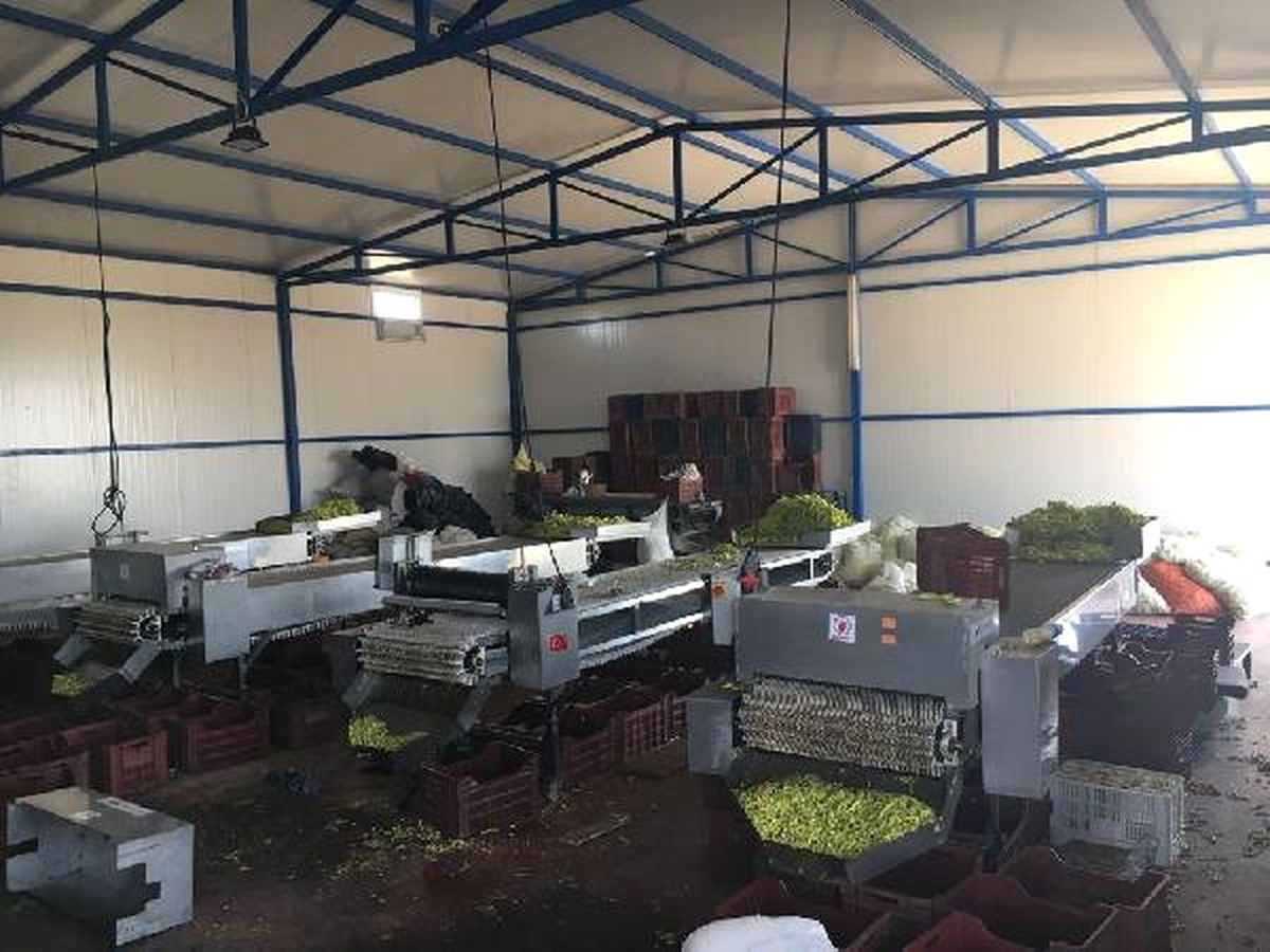 Biber Kesme Makinesine Kaptırdığı Sağ Eli Koptu