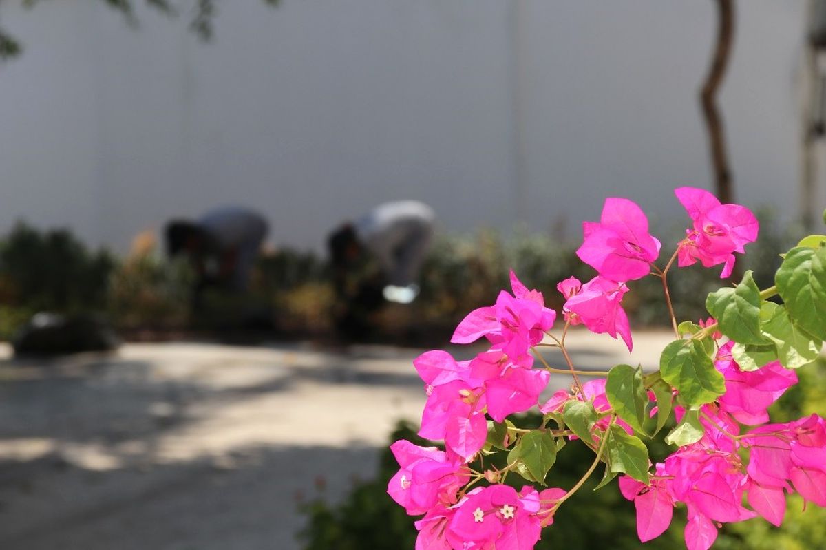 Bodrum\'da Çevre Düzenleme Çalışmaları Sürüyor