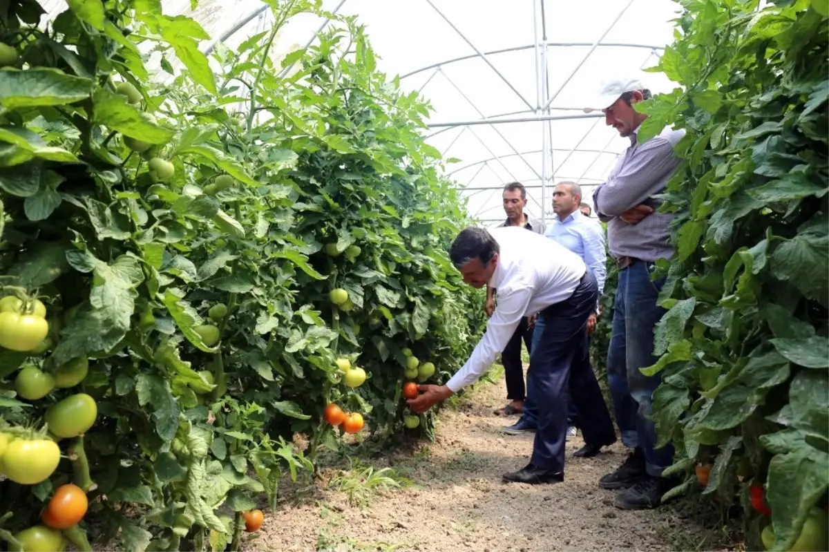 Gürpınar Belediyesinden Örnek Sera