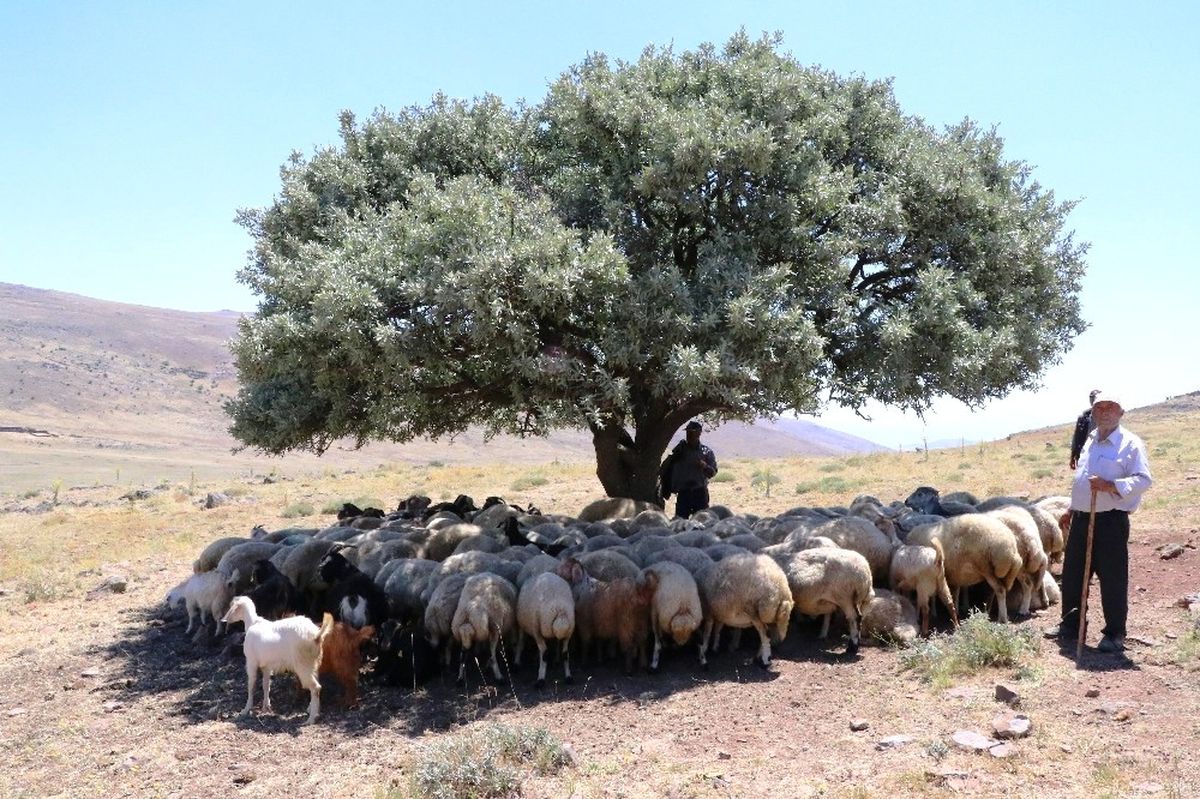 İha\'nın Haberi Üzerine Harekete Geçildi