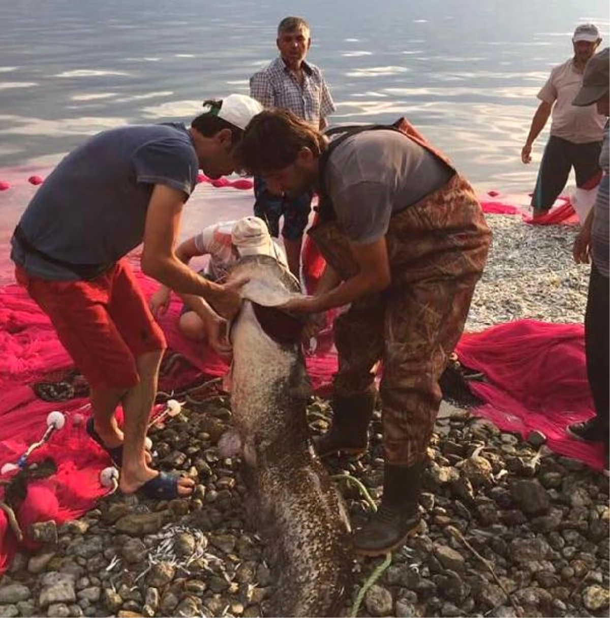 İznik Gölü\'nde 1.70 Metre Boyunda Yayın Balığı Yakalandı