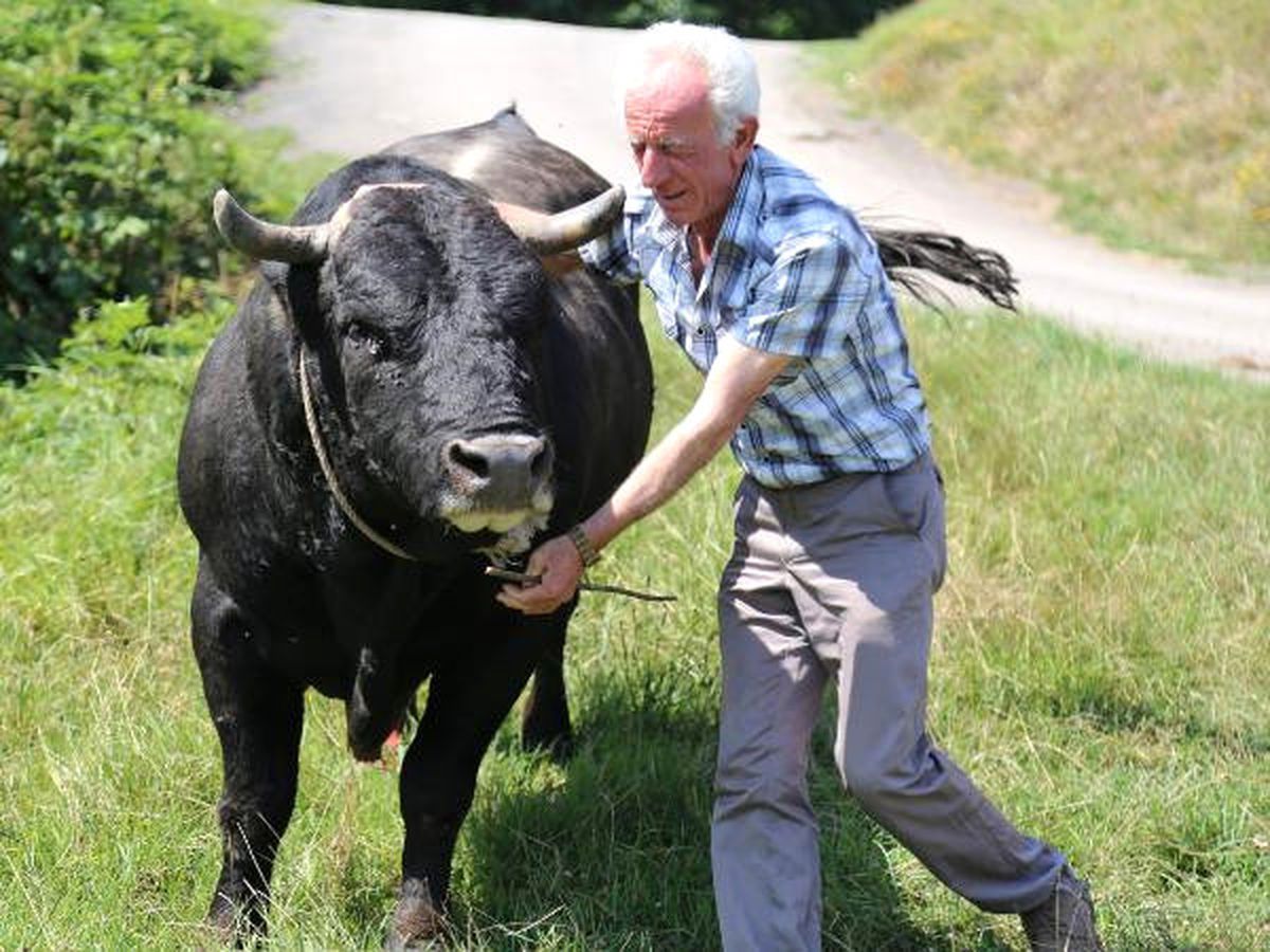 Karadeniz ve Ege\'nin Şampiyon Boğaları Karşı Karşıya Geliyor