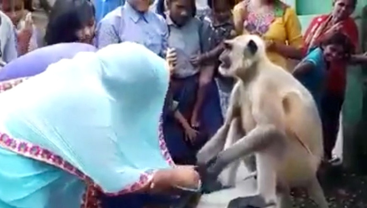 Maymundan Medet Uman Hindistanlılar Birbirleriyle Yarıştı