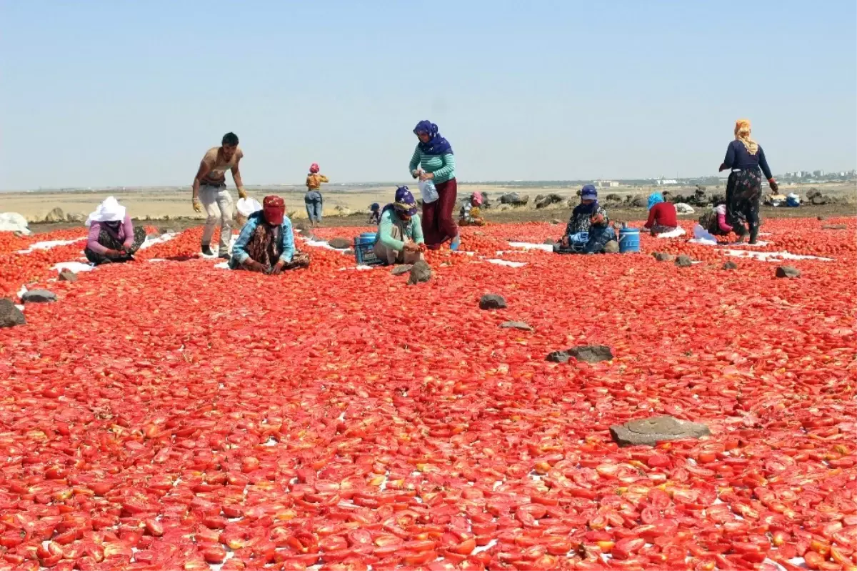 Siverek\'te Yılda 500 Ton Kurutulmuş Domates Üretiliyor