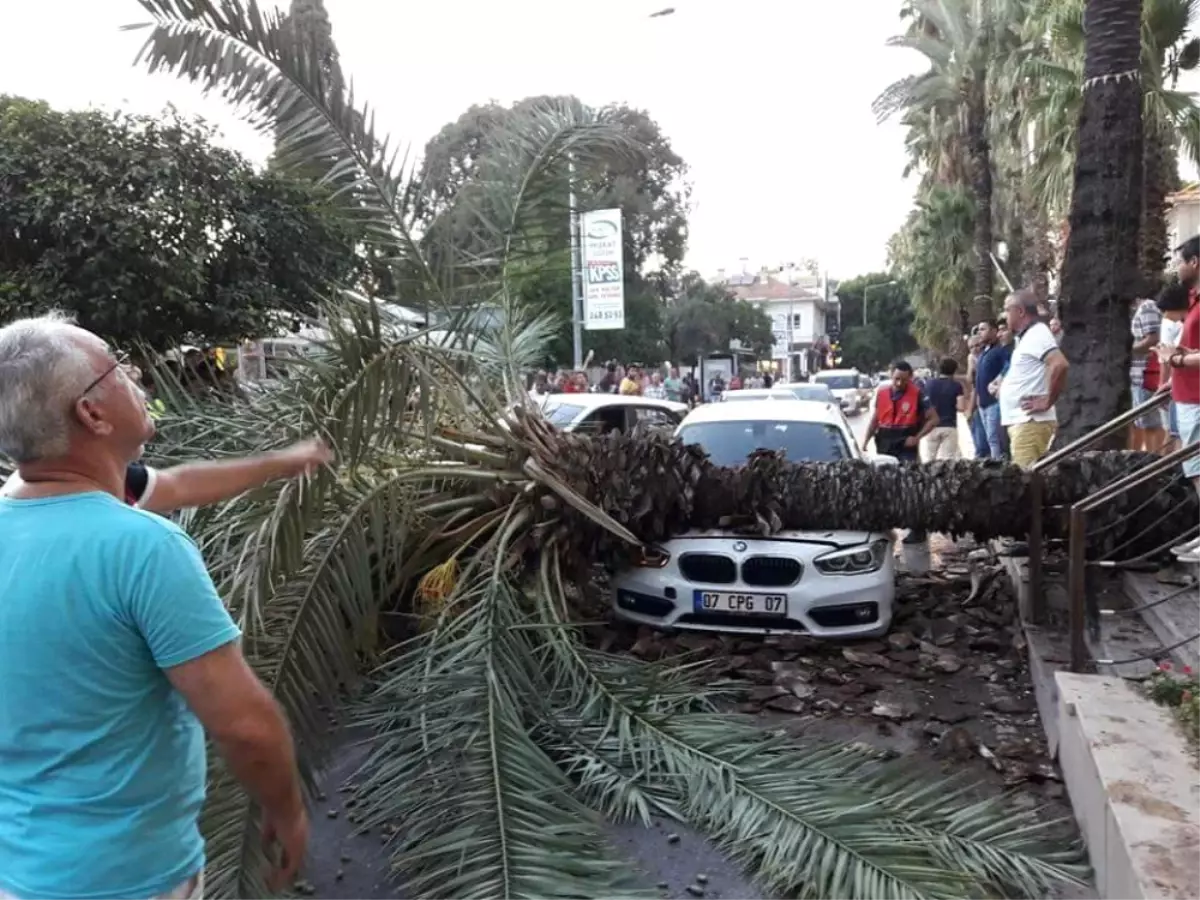 Sosyal Medyadan Uyarmıştı, 3 Saat Sonra Ağaç Otomobilin Üstüne Devrildi