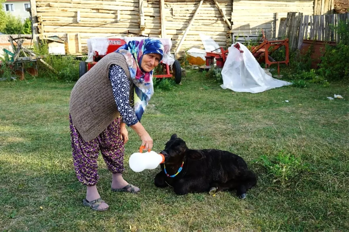 109 Kiloluk Buzağı Sezaryenle Alındı