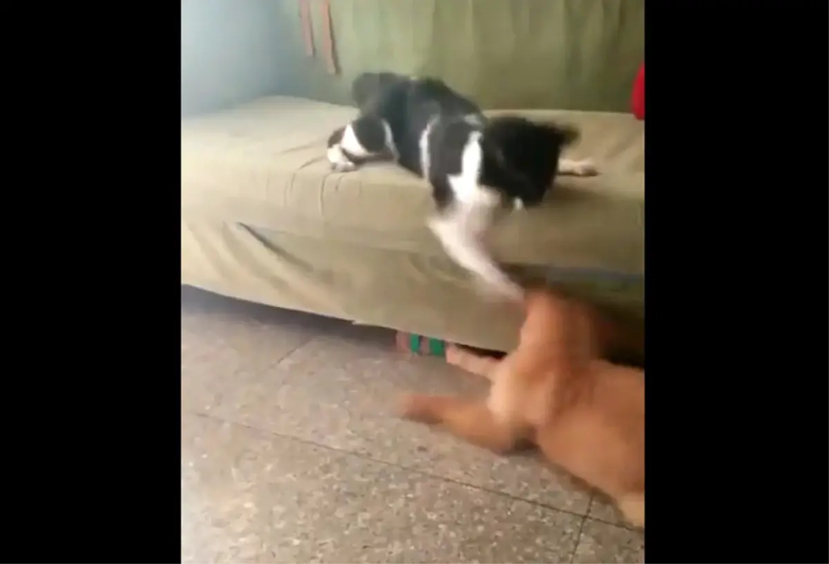 Boksör Kedi Köpeği Fena Benzetti