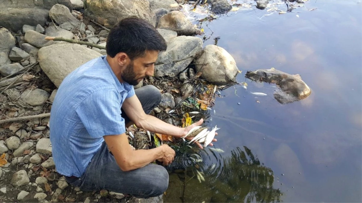 Büyük Melen\'de Yüzlerce Balık Karaya Vurdu