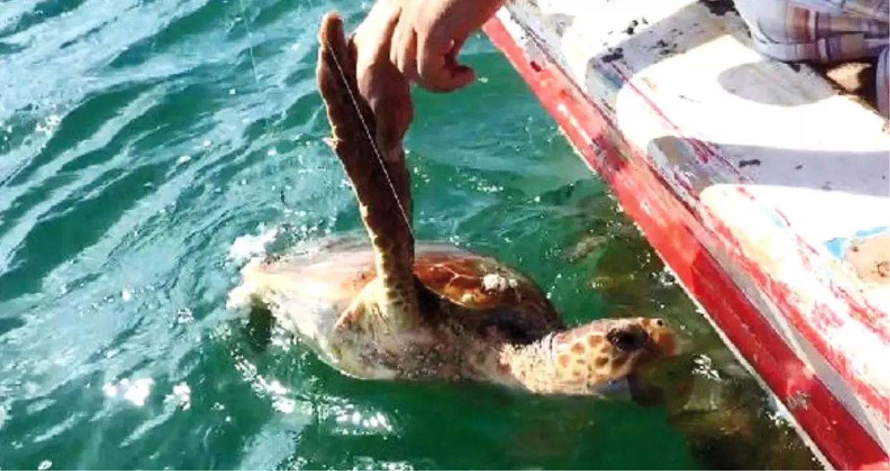 Caretta Carettayı Misina ile Dubaya Bağlayıp Ölüme Terk Ettiler