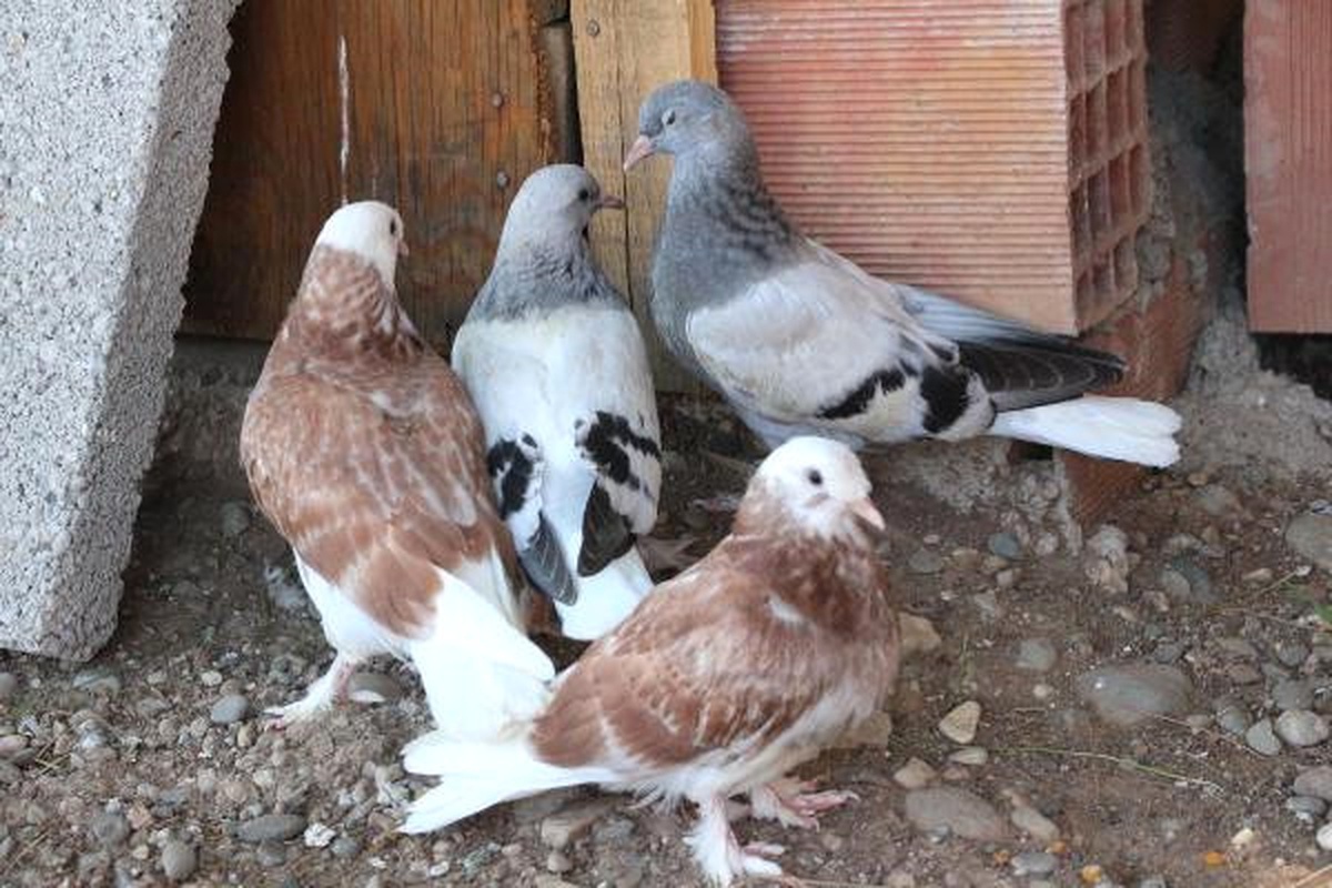 Dişi Güvercinleri Çalınınca Yavruları Kendi Elleriyle Besliyor