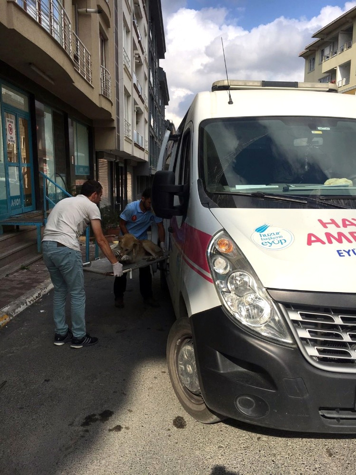 Eyüp\'te Arabanın Çarptığı Köpek Tedavi Altına Alındı