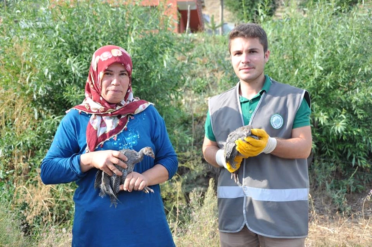 Giresun\'da, "Beç" Tavuğu Dağıtıldı