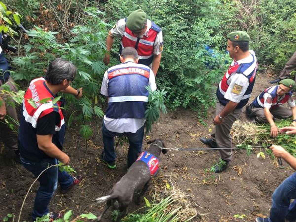 Havadan Drone,  Karadan Narkotik Köpeğiyle Kenevir Operasyonu