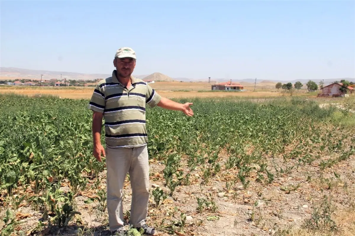 Çiftçileri Sokağa Çağıran Tzob Başkanı\'na Çiftçilerden Tokat Gibi Cevap Geldi