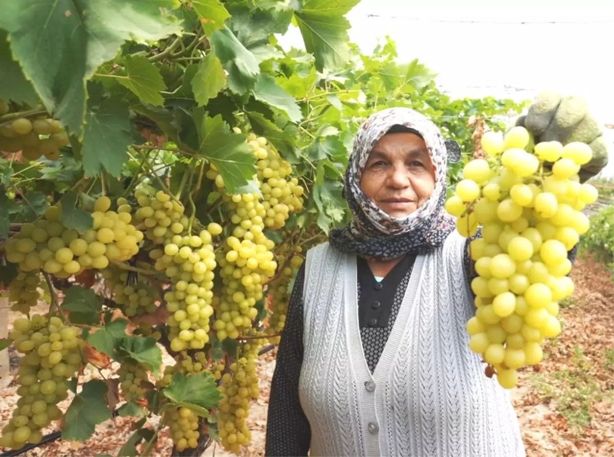 Sarıgöl\'de Üzüm Hasadına Başlandı