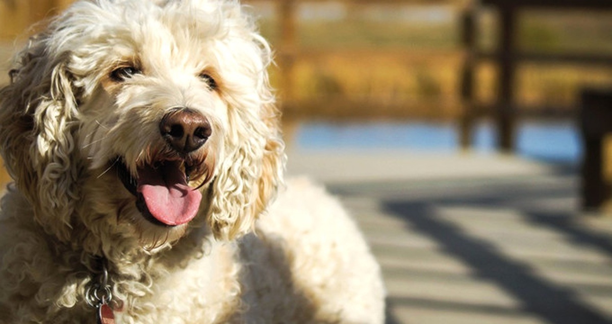 ABD\'de Fino Köpeği 10 Yaşındaki Sahibini Kaçırılmaktan Kurtardı