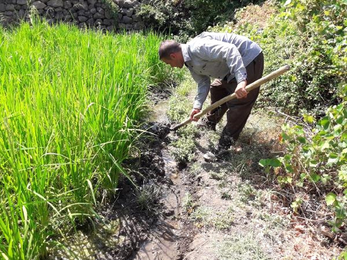 Çukurca\'da Yaban Domuzları Pirinç Tarlalarına Zarar Veriyor