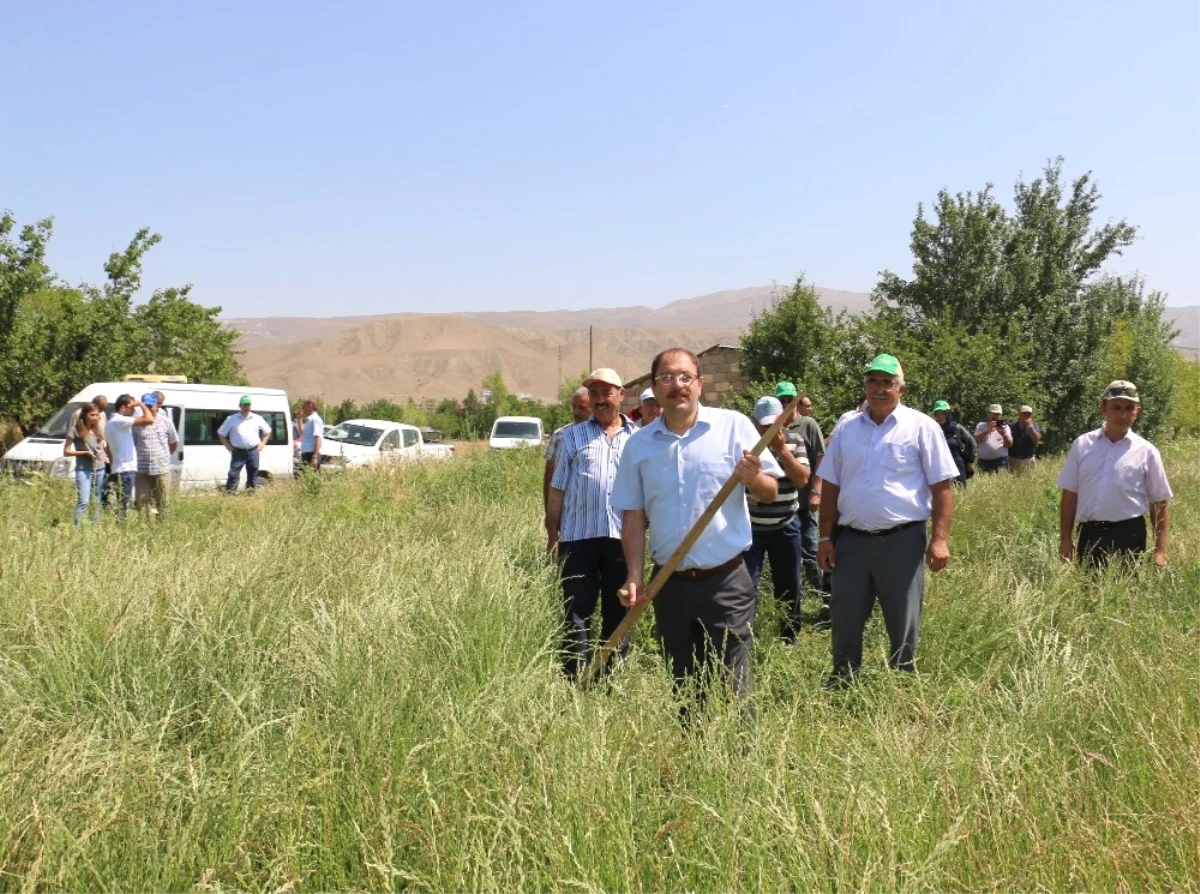 Erzincan\'da İlk Kez İtalyan Çimi Alternatif Yem Bitkisi Tarla Günü Düzenlendi